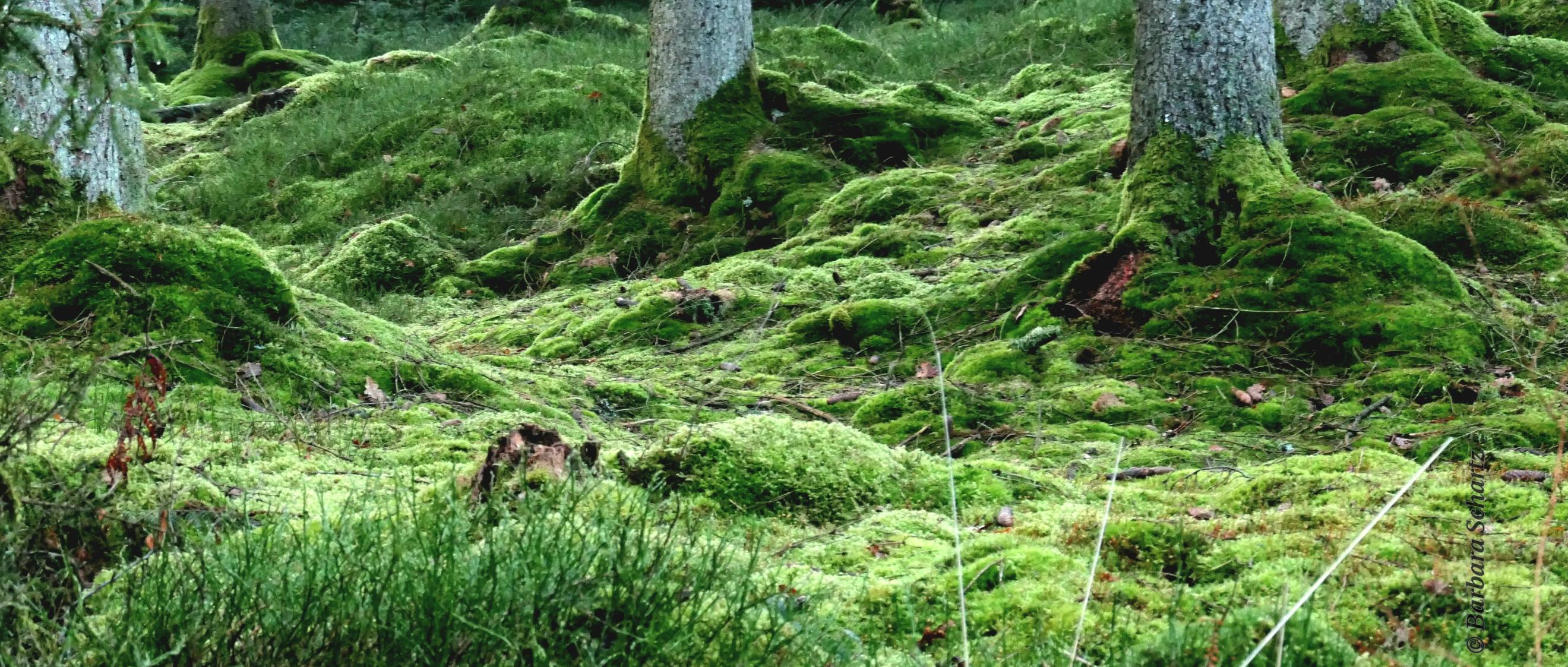 Moosbedeckter Boden im Nadelwald