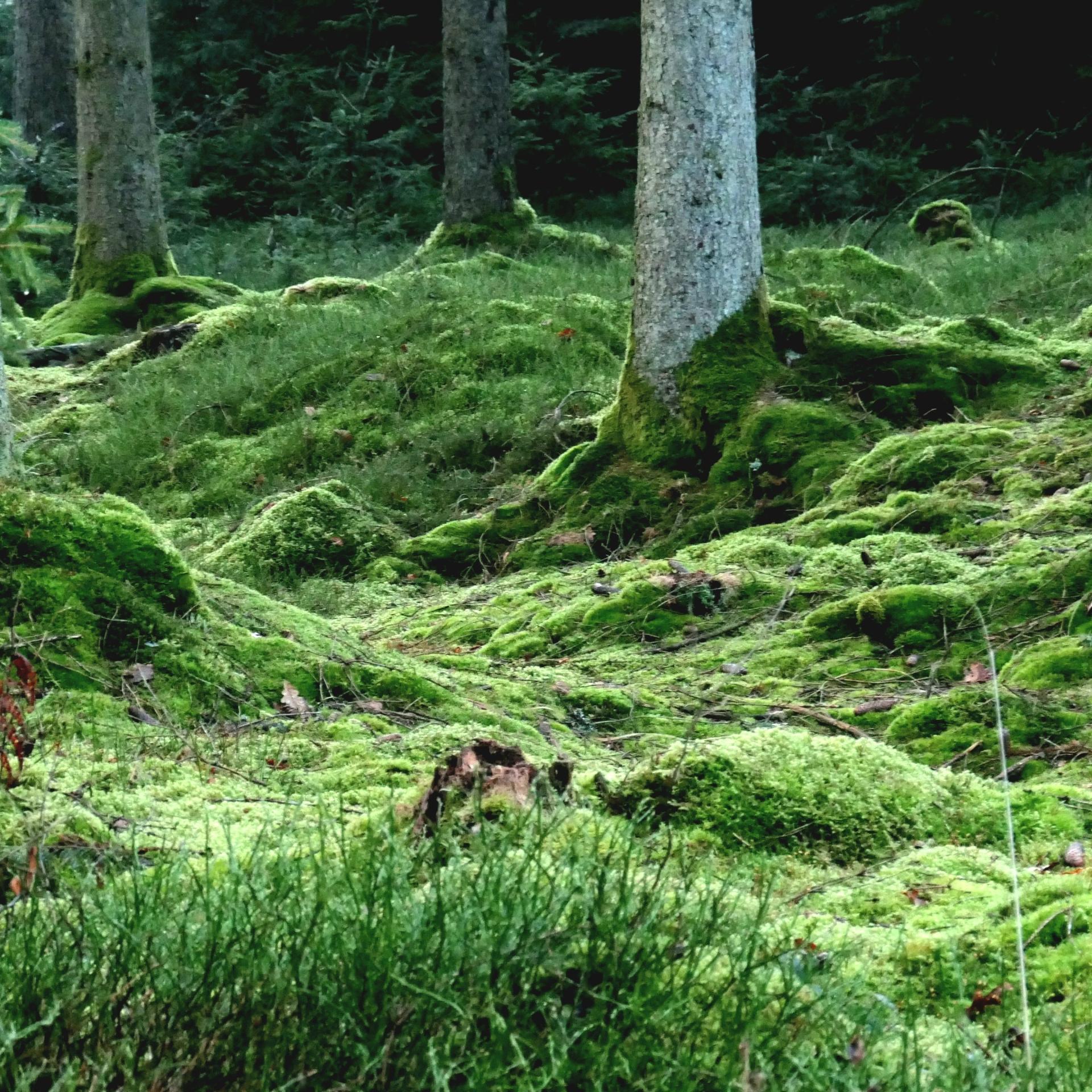 Moosbedeckter Boden im Nadelwald