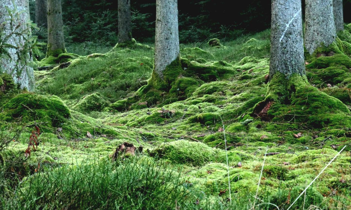 Moosbedeckter Boden im Nadelwald