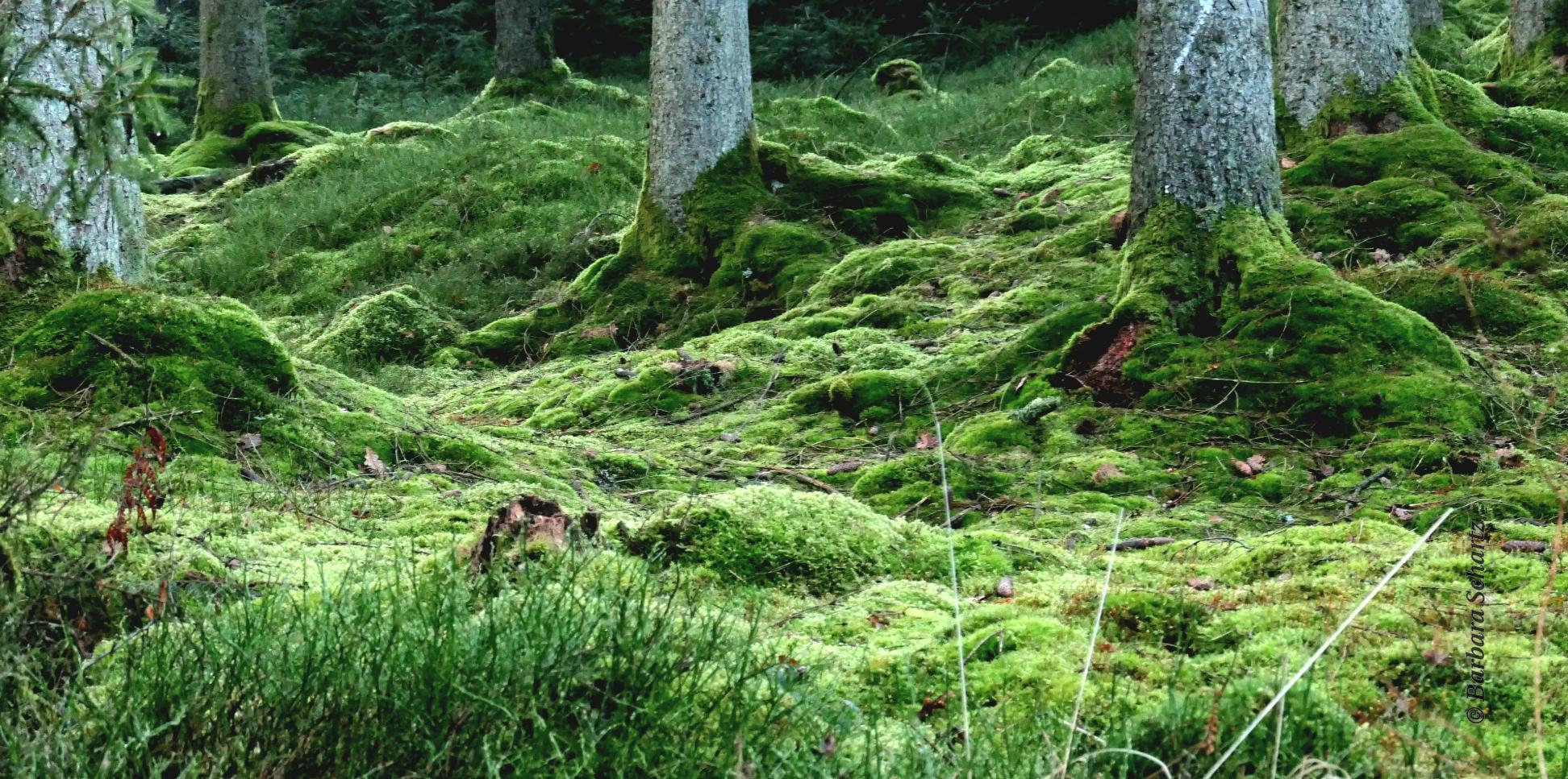 Moosbedeckter Boden im Nadelwald
