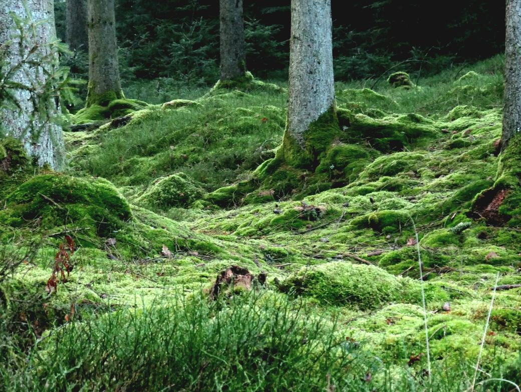 Moosbedeckter Boden im Nadelwald
