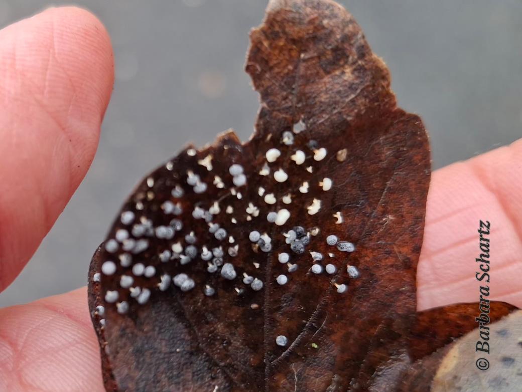 Schleimpilze auf einem Eichenblatt