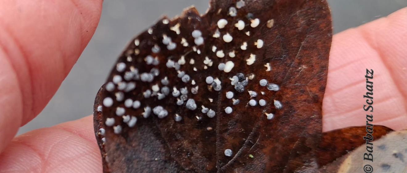 Schleimpilze auf einem Eichenblatt