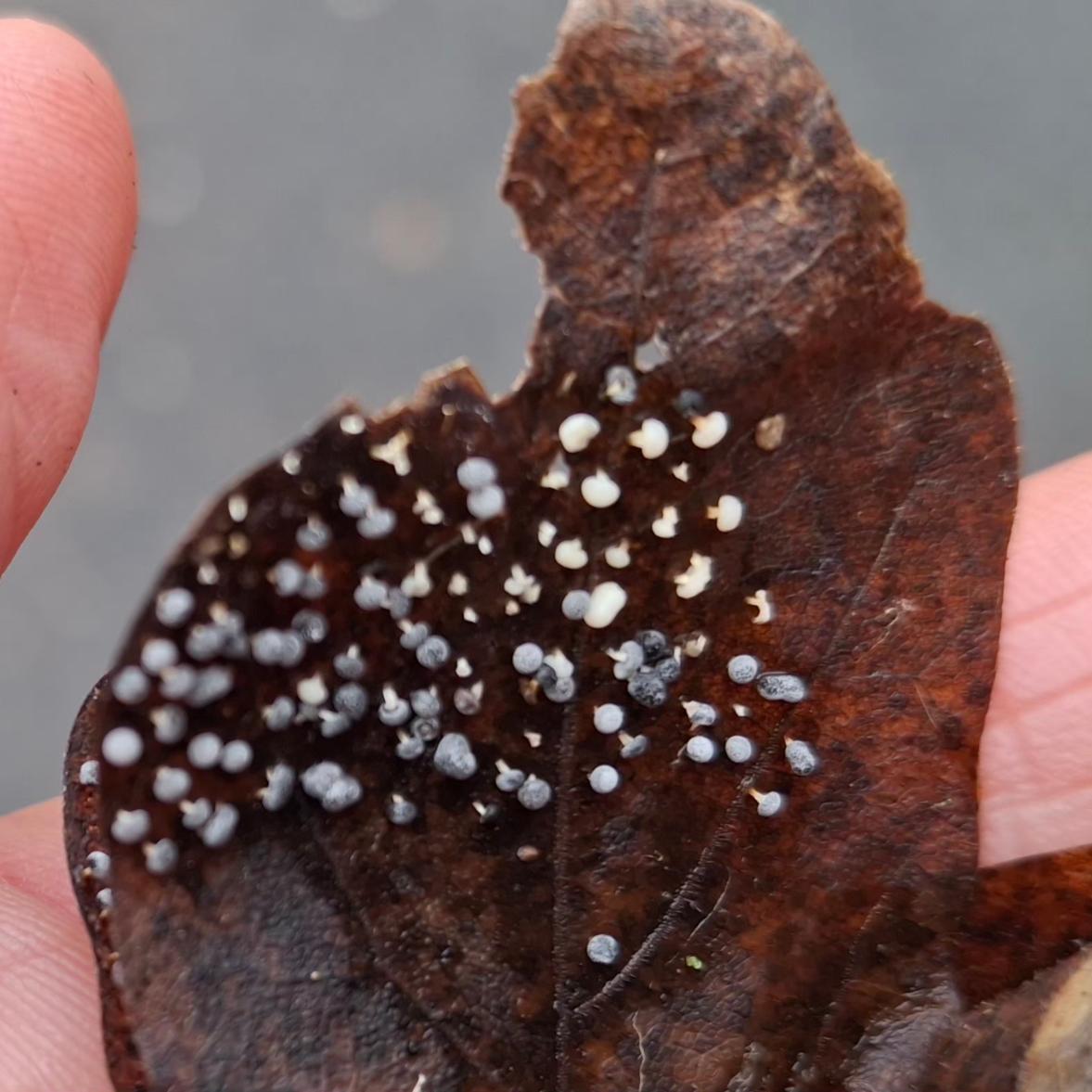 Schleimpilze auf einem Eichenblatt