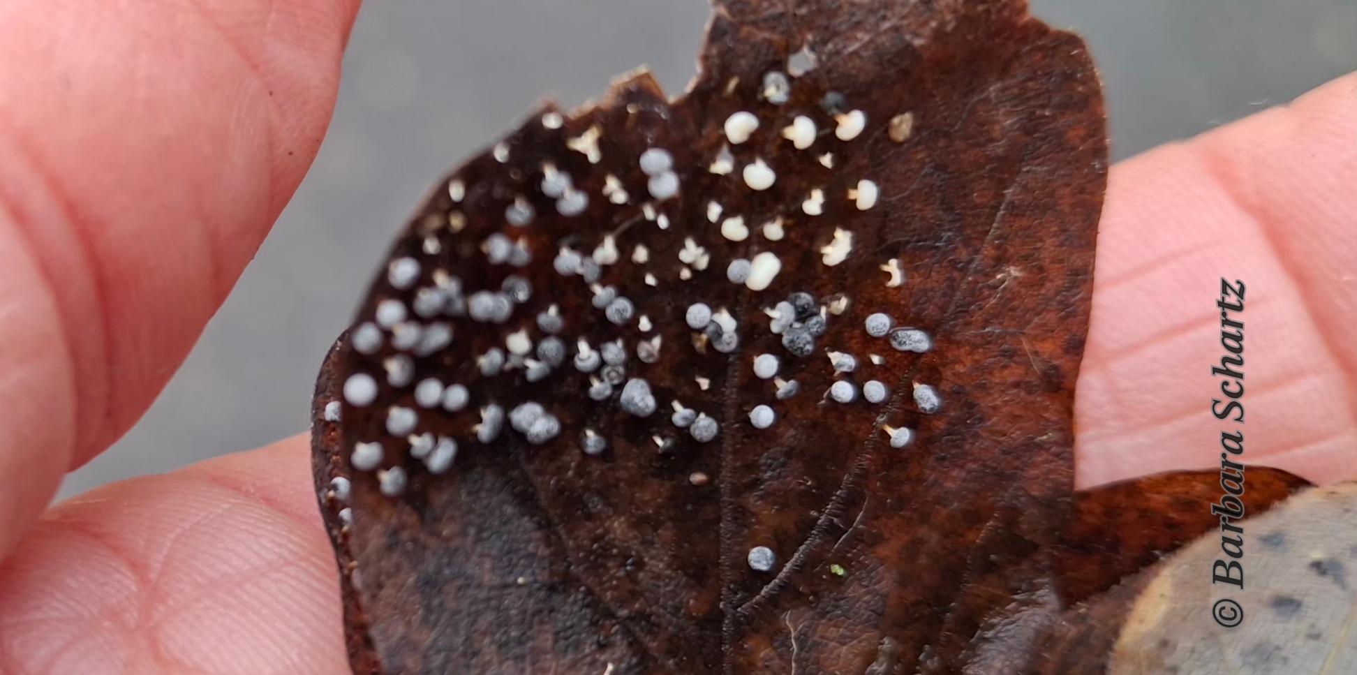 Schleimpilze auf einem Eichenblatt