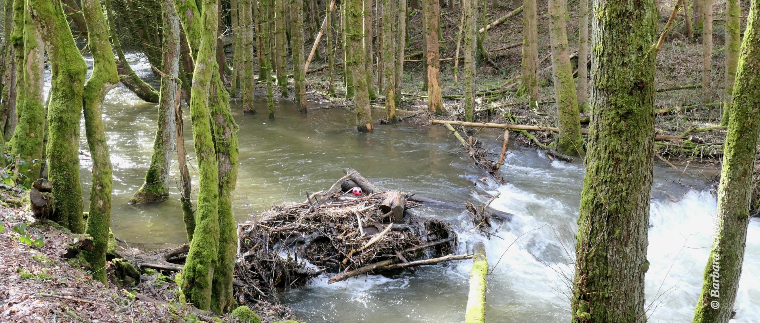 Kleiner Fluss im Nadelwald mit Hochwasser