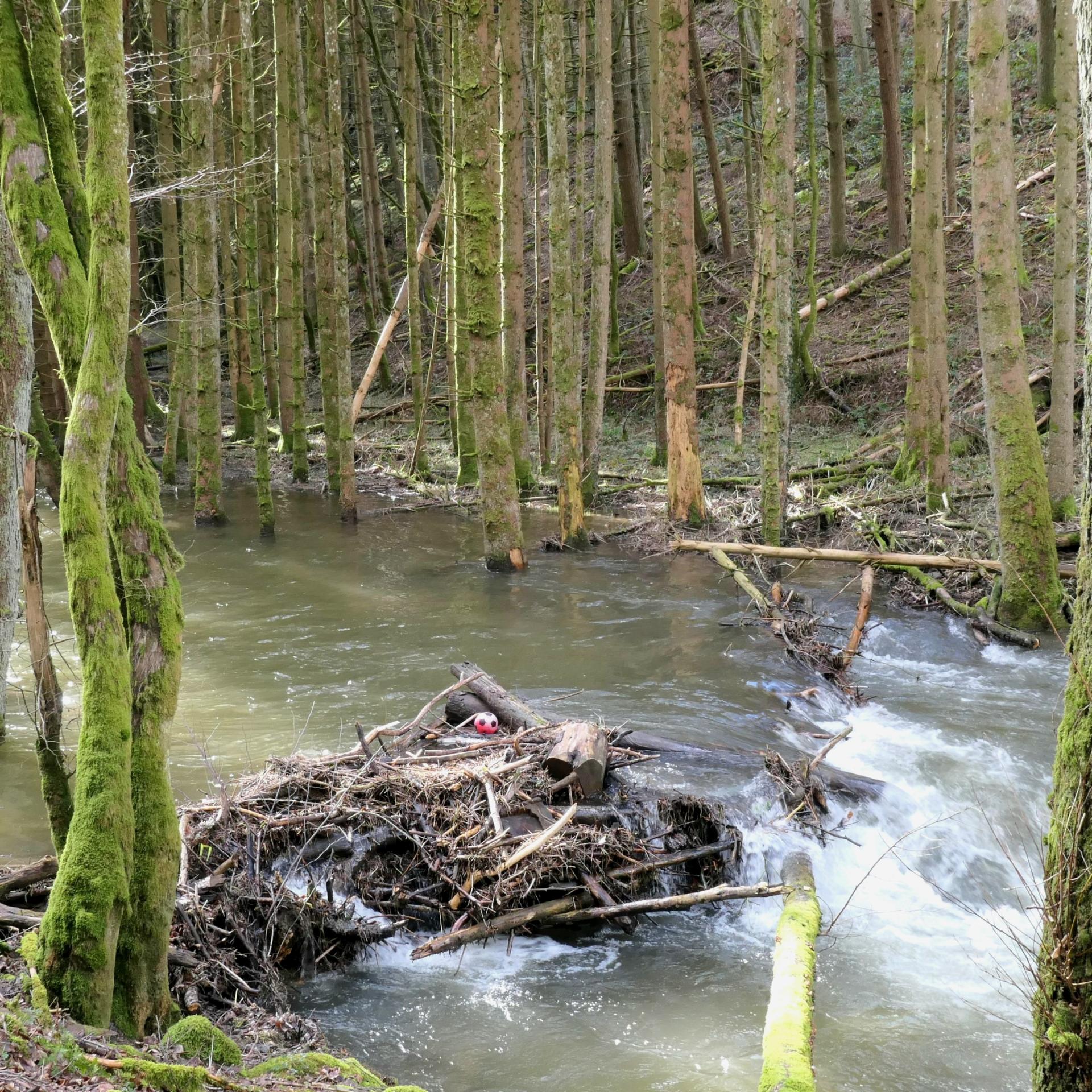 Kleiner Fluss im Nadelwald mit Hochwasser