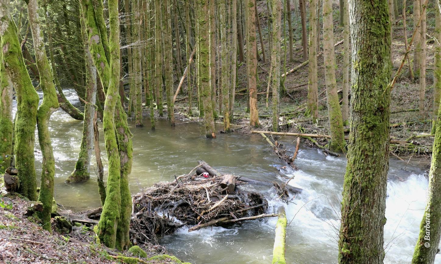 Kleiner Fluss im Nadelwald mit Hochwasser