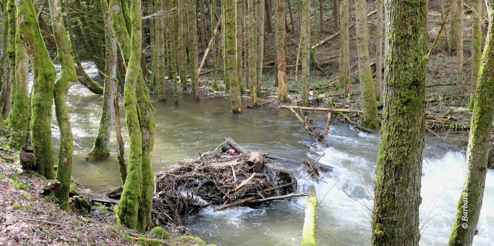 Kleiner Fluss im Nadelwald mit Hochwasser