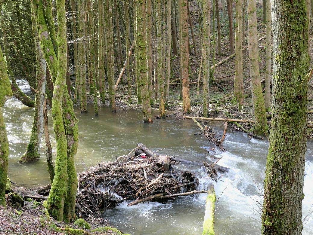 Kleiner Fluss im Nadelwald mit Hochwasser