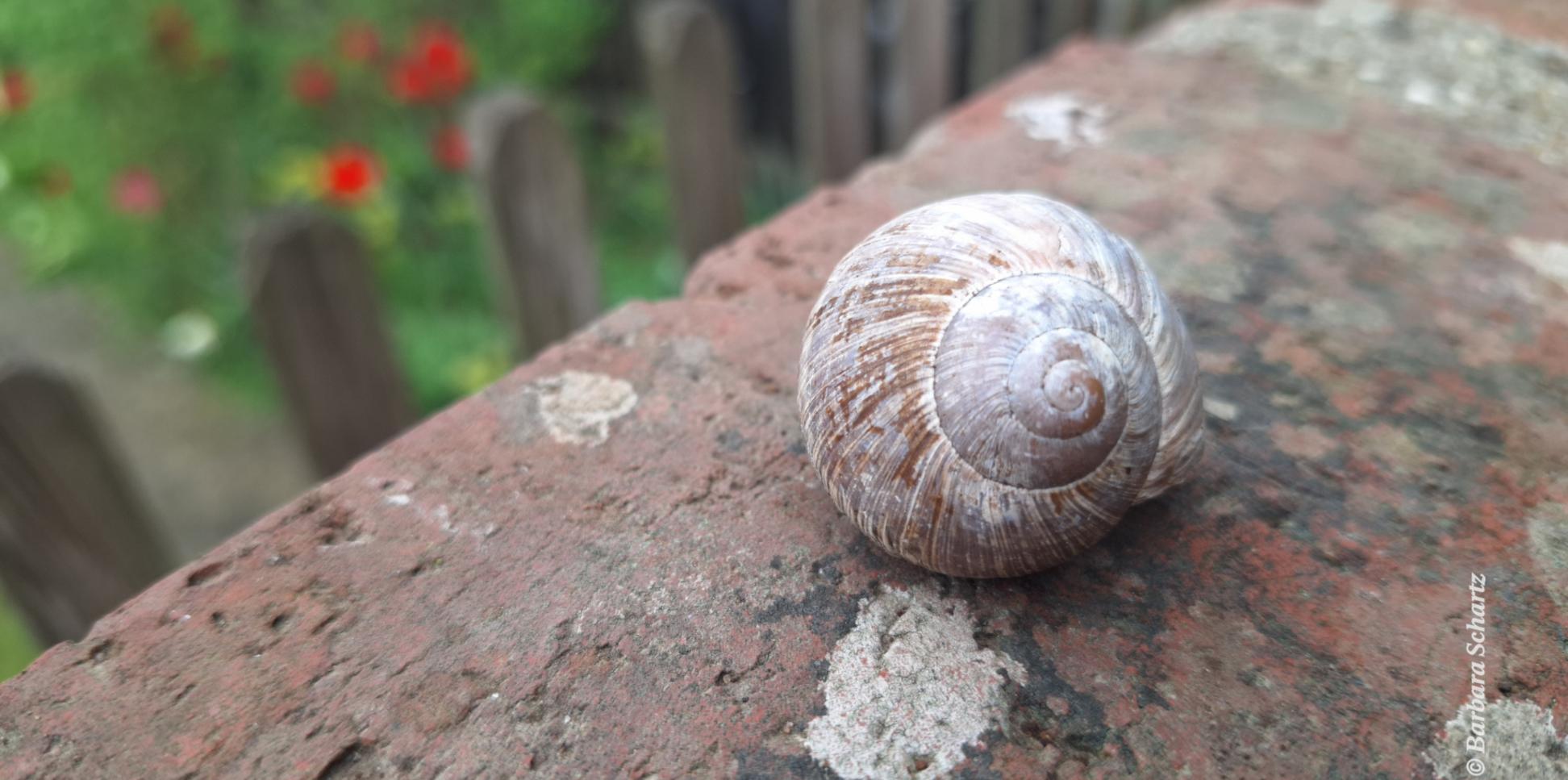 Ein Weinbergsschneckenhaus auf einer Gartenmauer