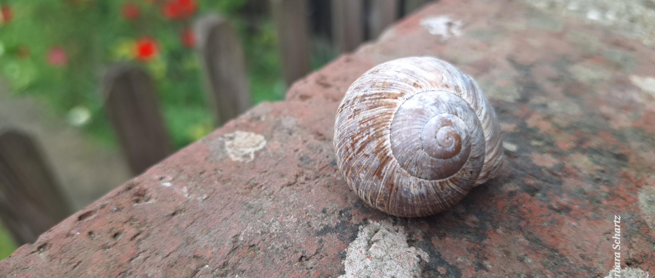 Ein Weinbergsschneckenhaus auf einer Gartenmauer