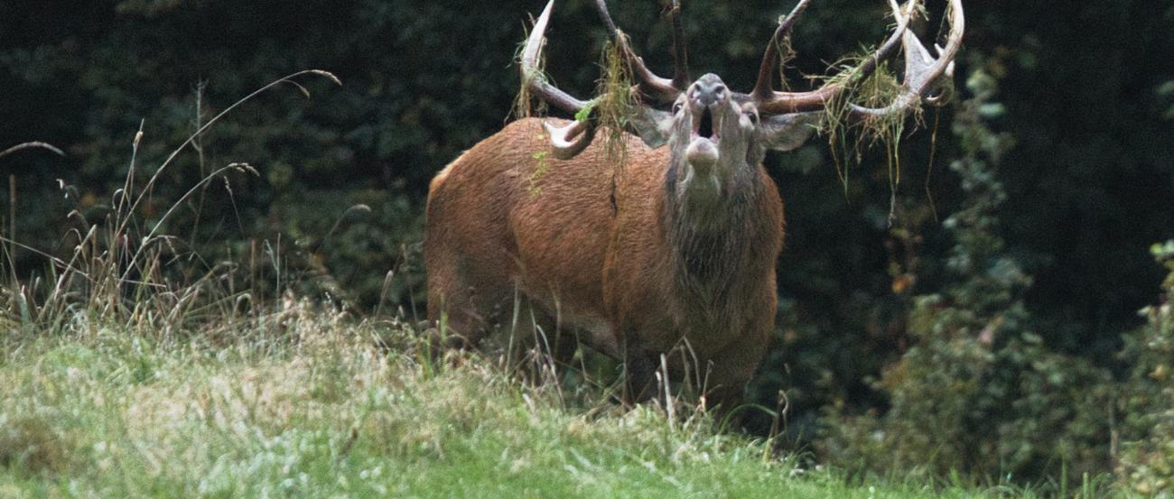 Hirsch
