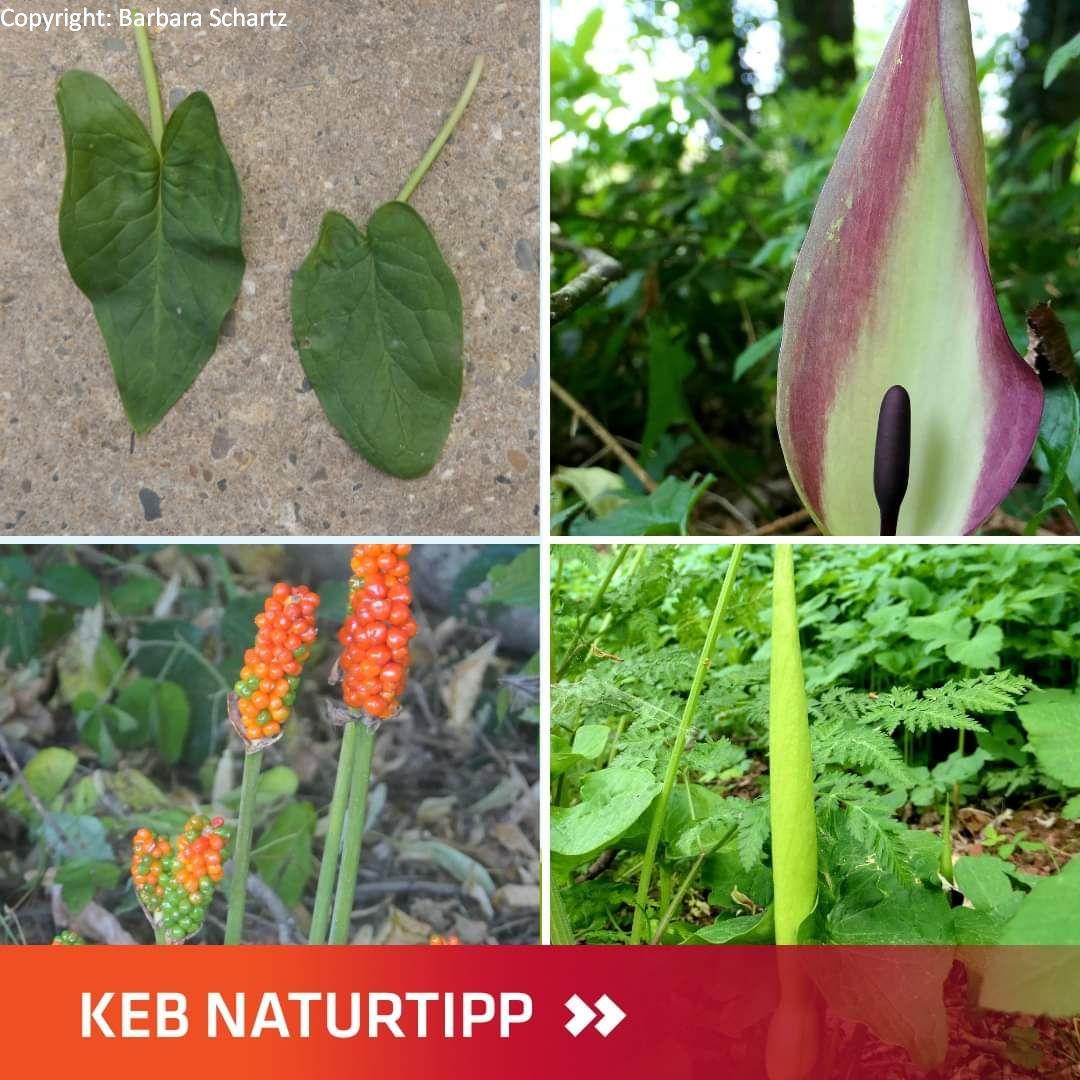 zimmerpflanzen im topf Zamioculcas kaufen – Pflegeleichte Zimmerpflanze für Wien – MO BLUMEN main image 1