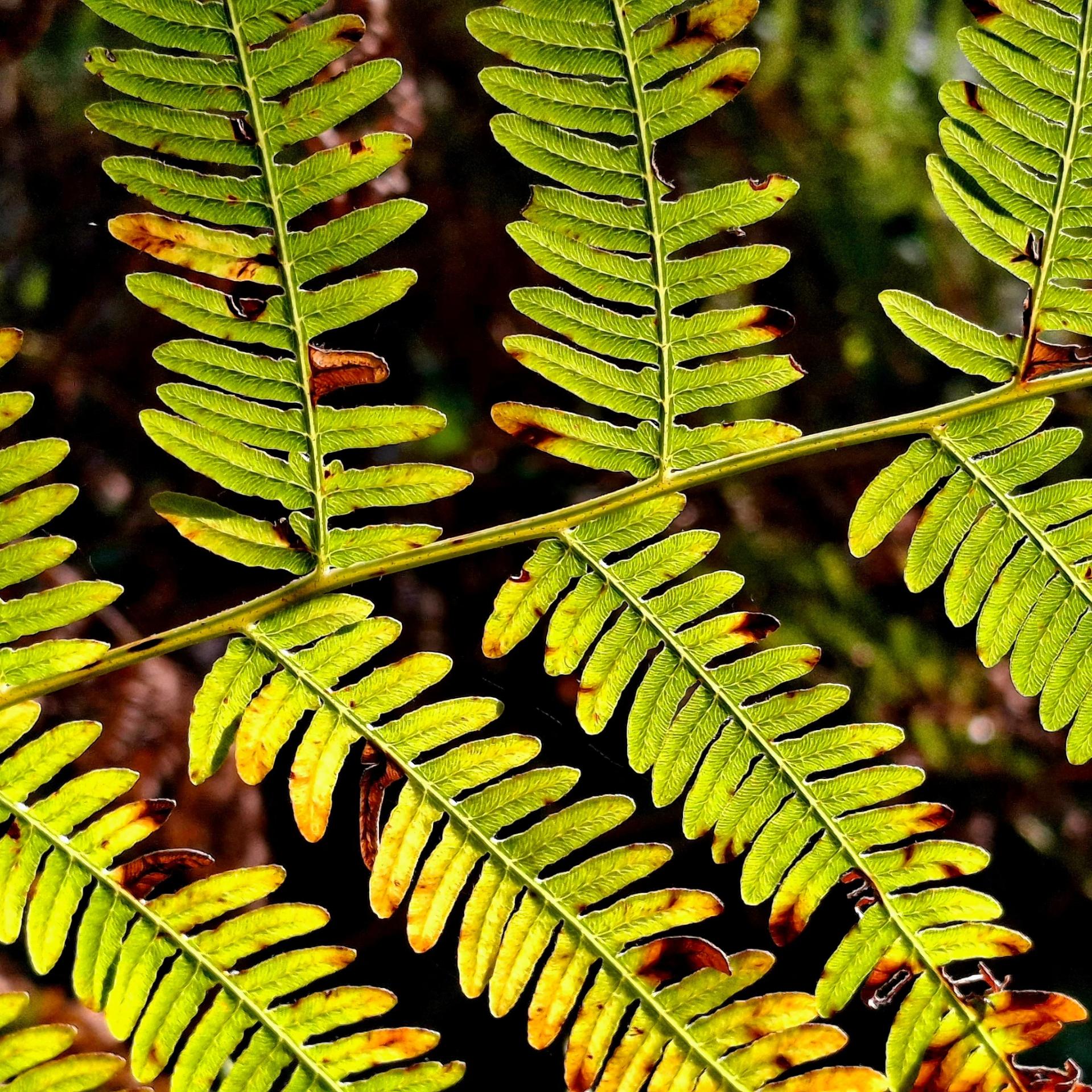 Adlerfarn in der Herbstsonne