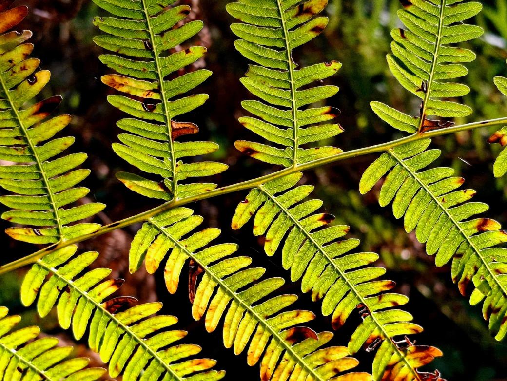 Adlerfarn in der Herbstsonne