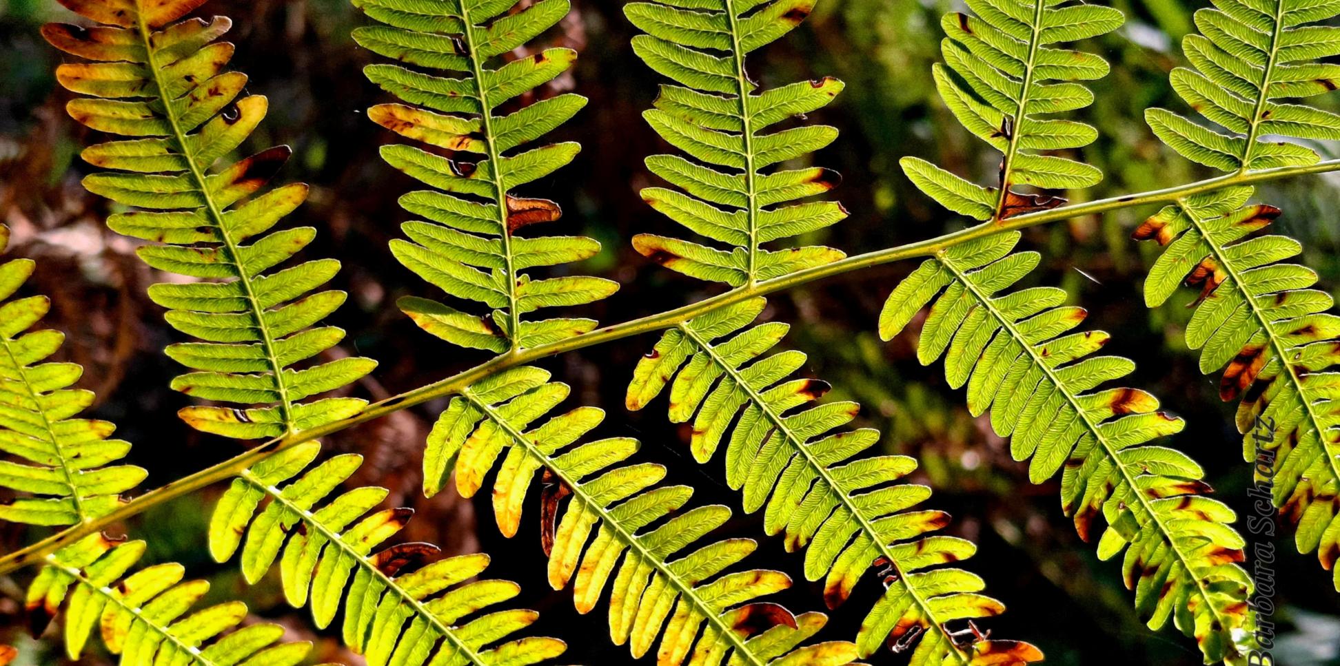 Adlerfarn in der Herbstsonne