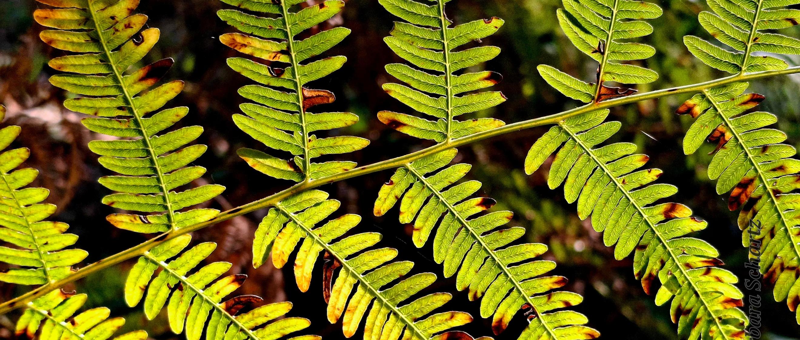 Adlerfarn in der Herbstsonne