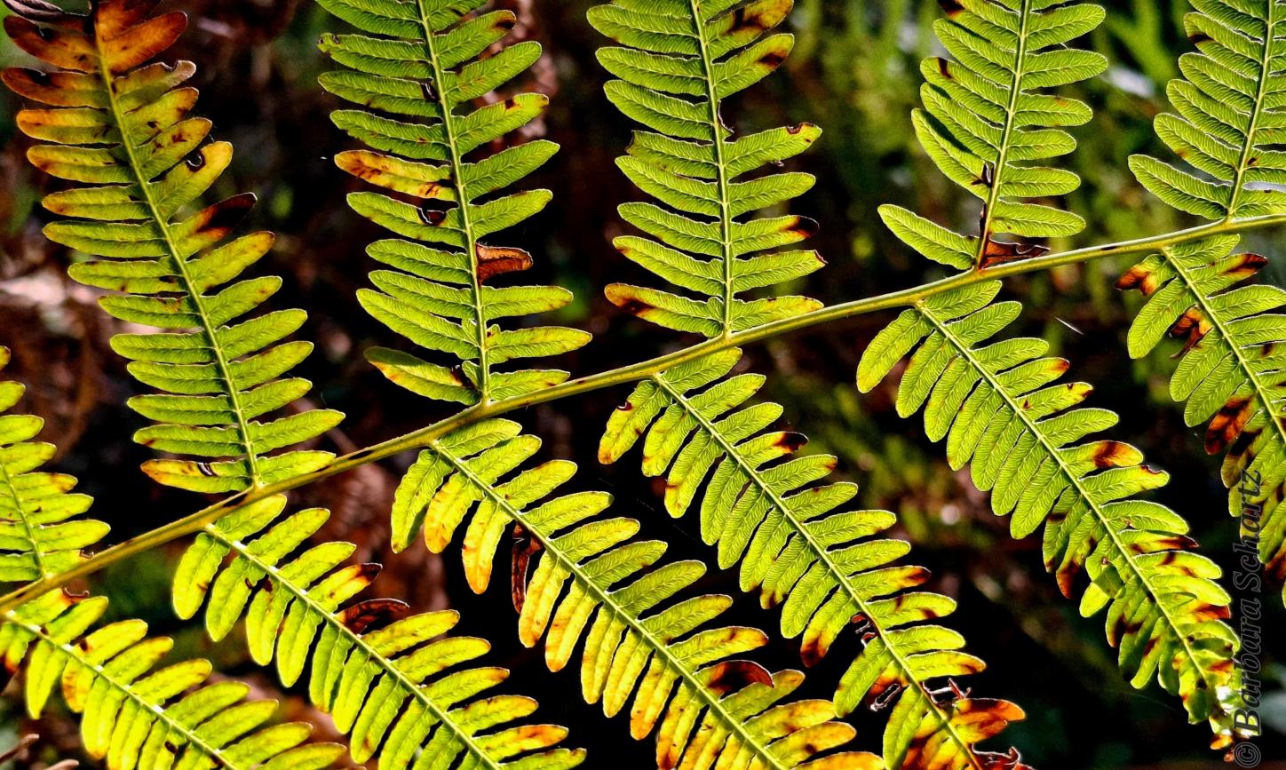 Adlerfarn in der Herbstsonne