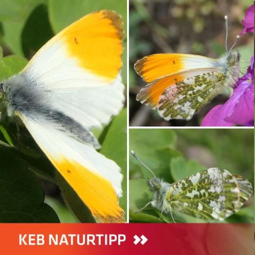 Aurorafalter Schmetterling