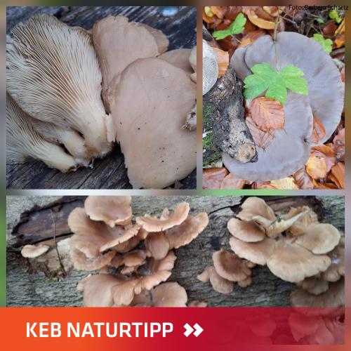 Kollage von Austernseitlingen im Layout des KEB-Naturtipp