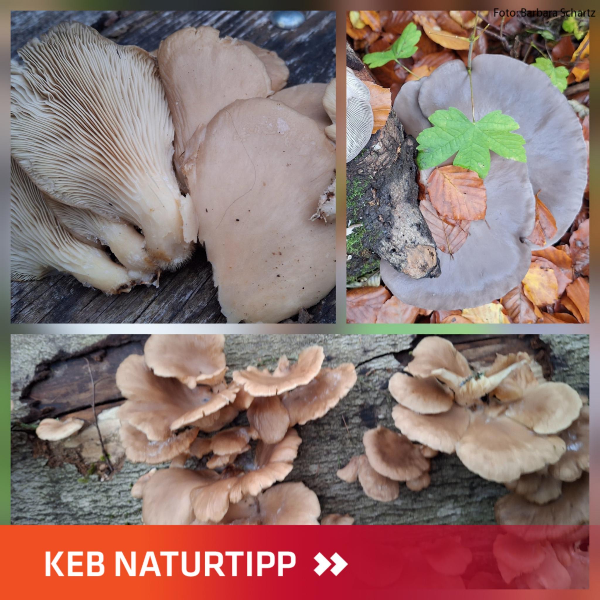 Kollage von Austernseitlingen im Layout des KEB-Naturtipp