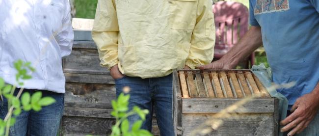 Personen stehen an einer Bienen-Beute