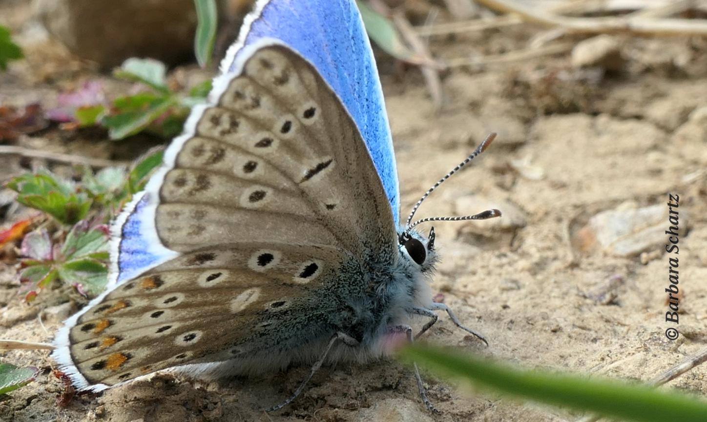 Himmelblauer Bläuling