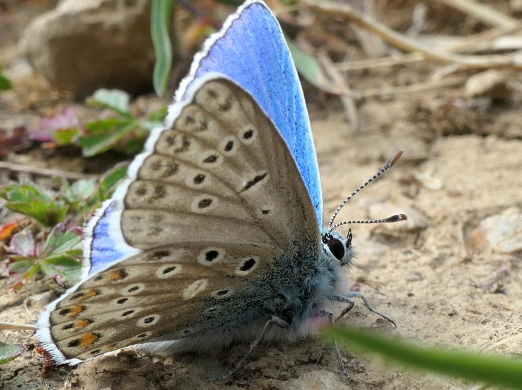 Himmelblauer Bläuling
