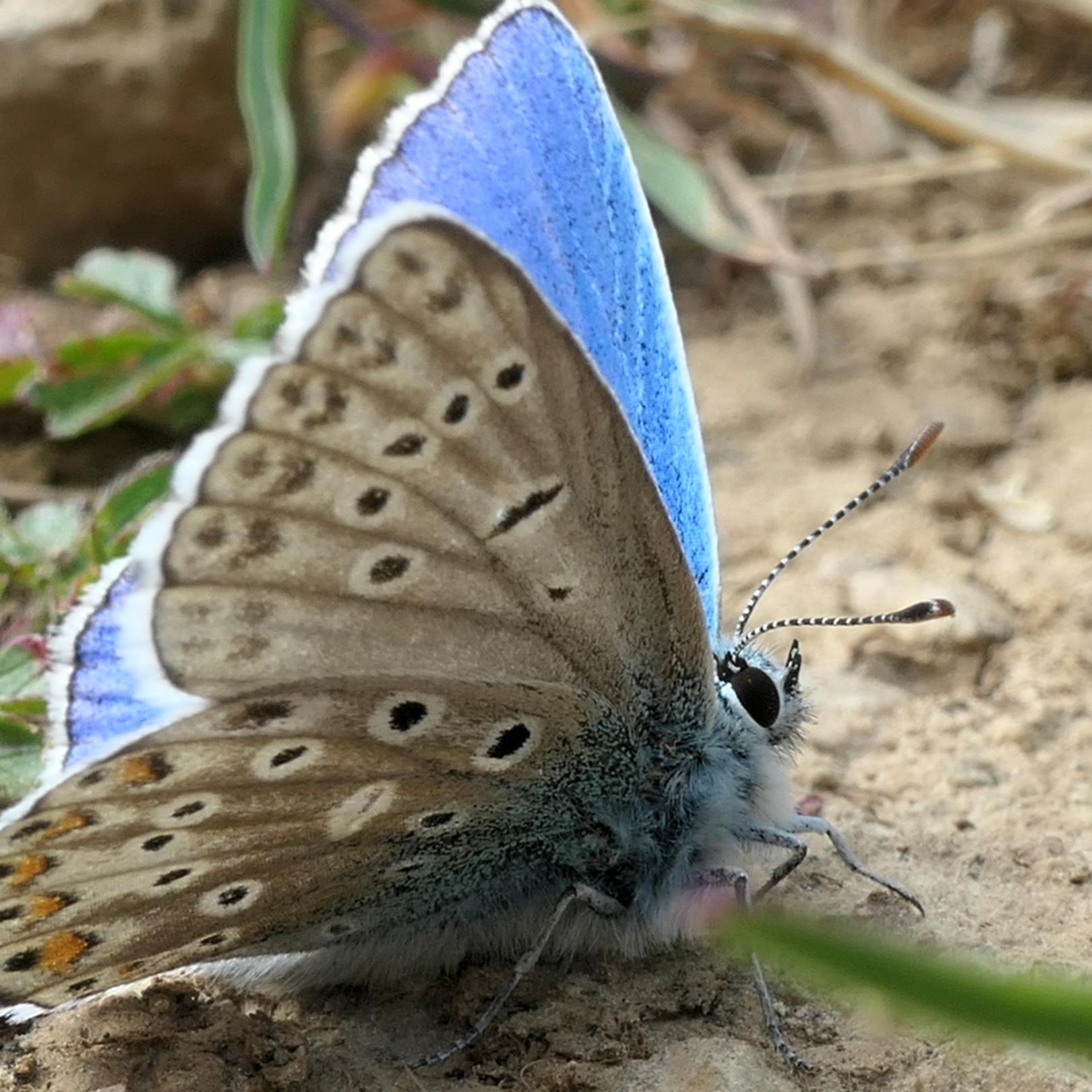 Himmelblauer Bläuling