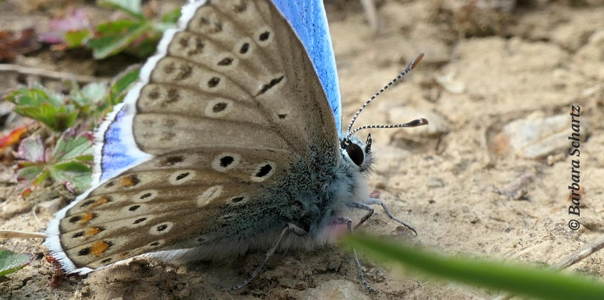 Himmelblauer Bläuling