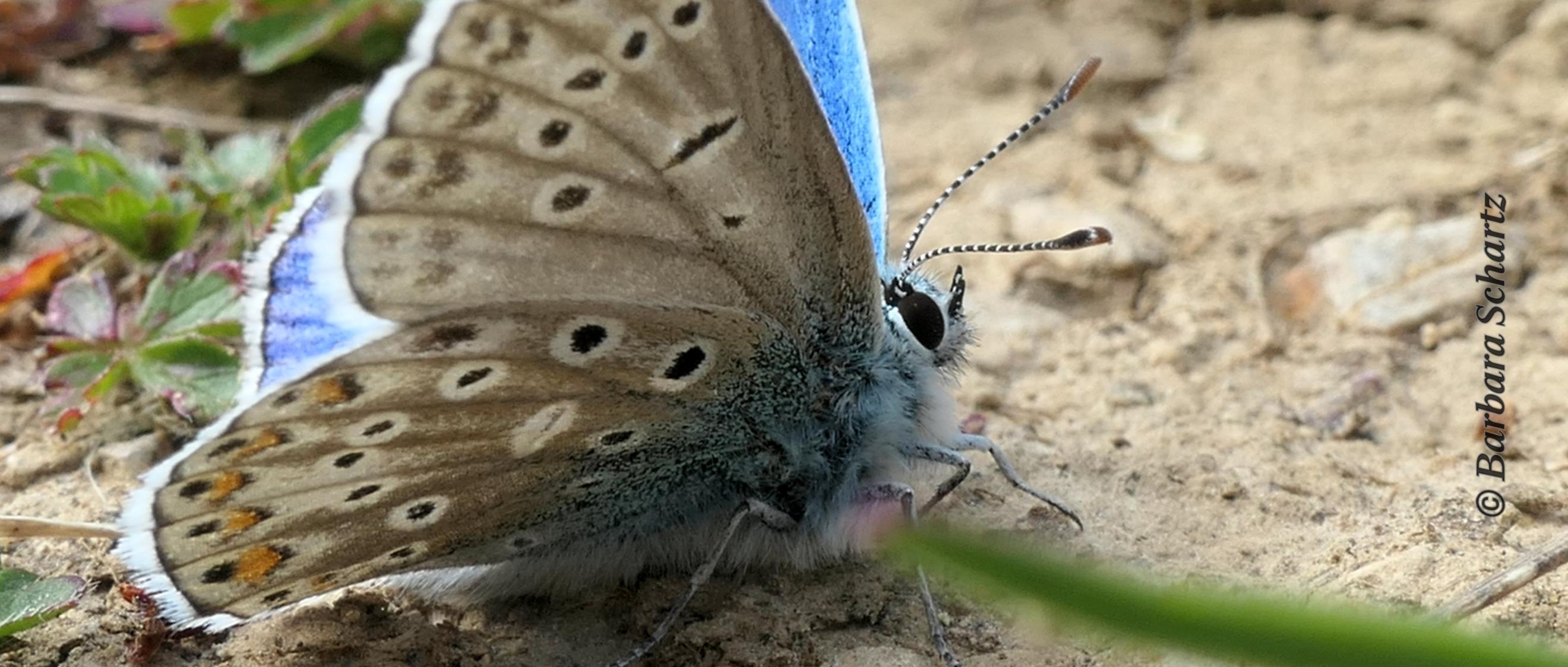 Himmelblauer Bläuling