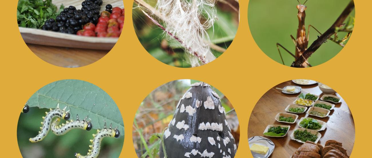 Collage aus herbstlichen Naturmotiven