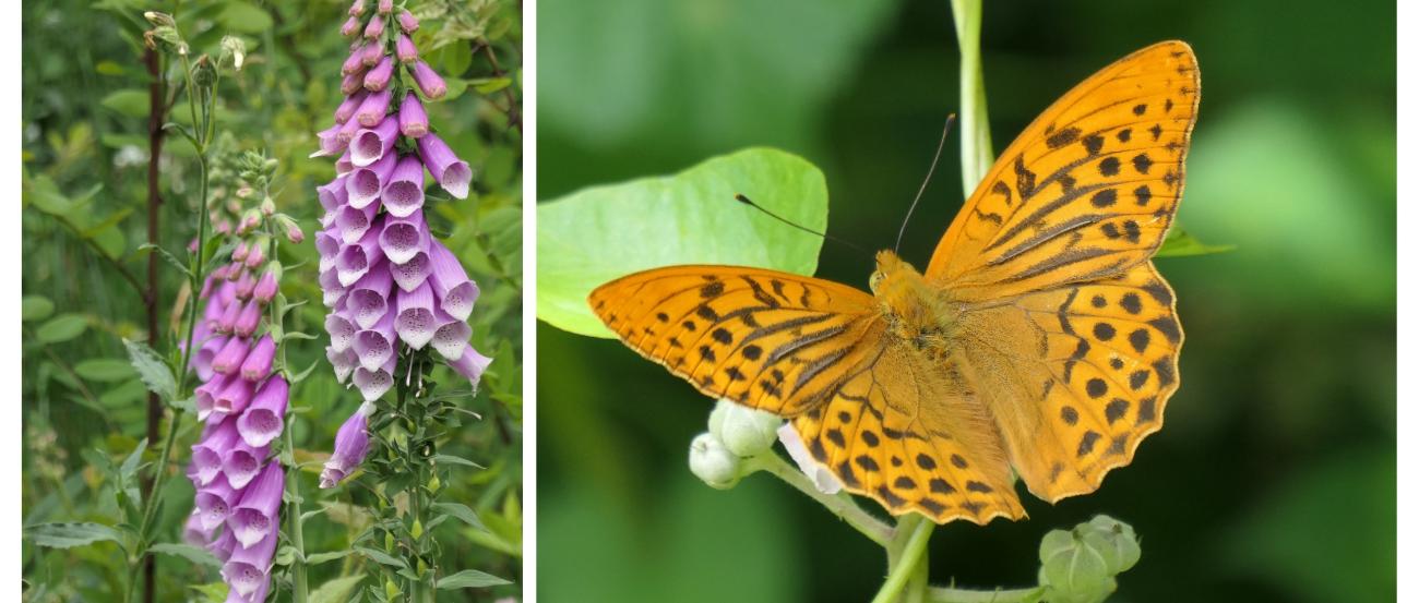Collage aus Europäischer Hornisse, Moss, Fingerhut und einem Kaisermantel-Schmetterling