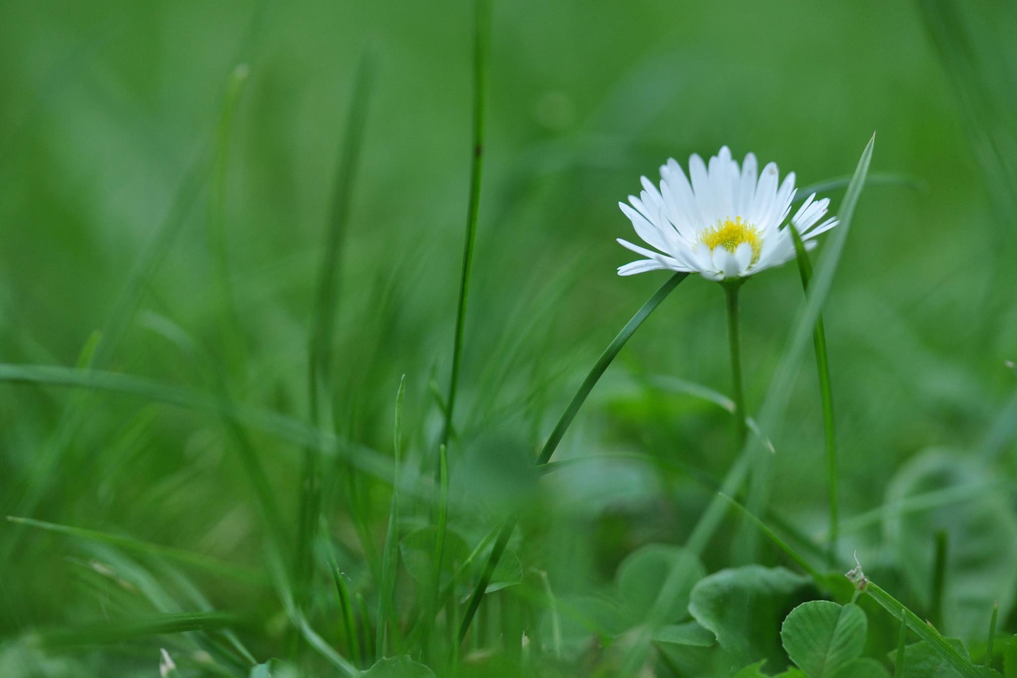 Gänseblümchen
