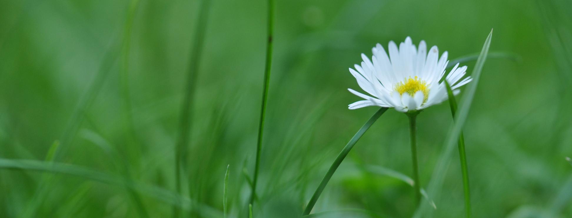Gänseblümchen