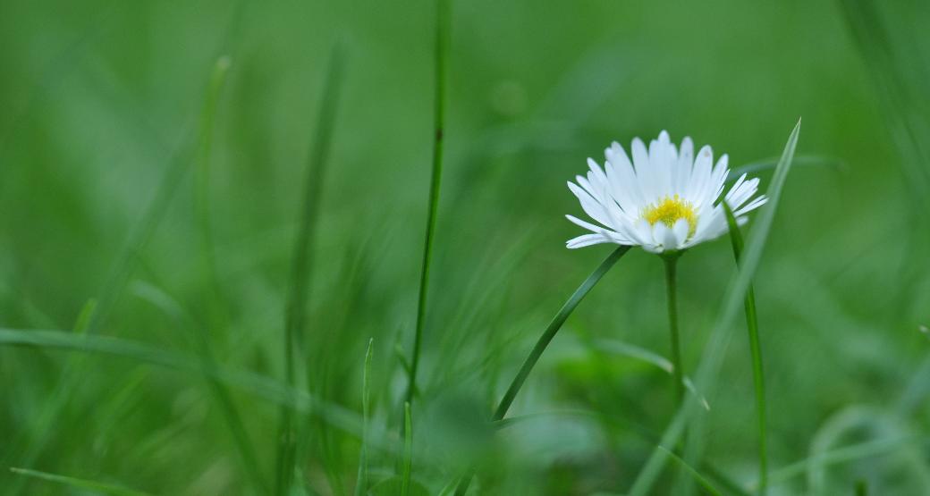 Gänseblümchen