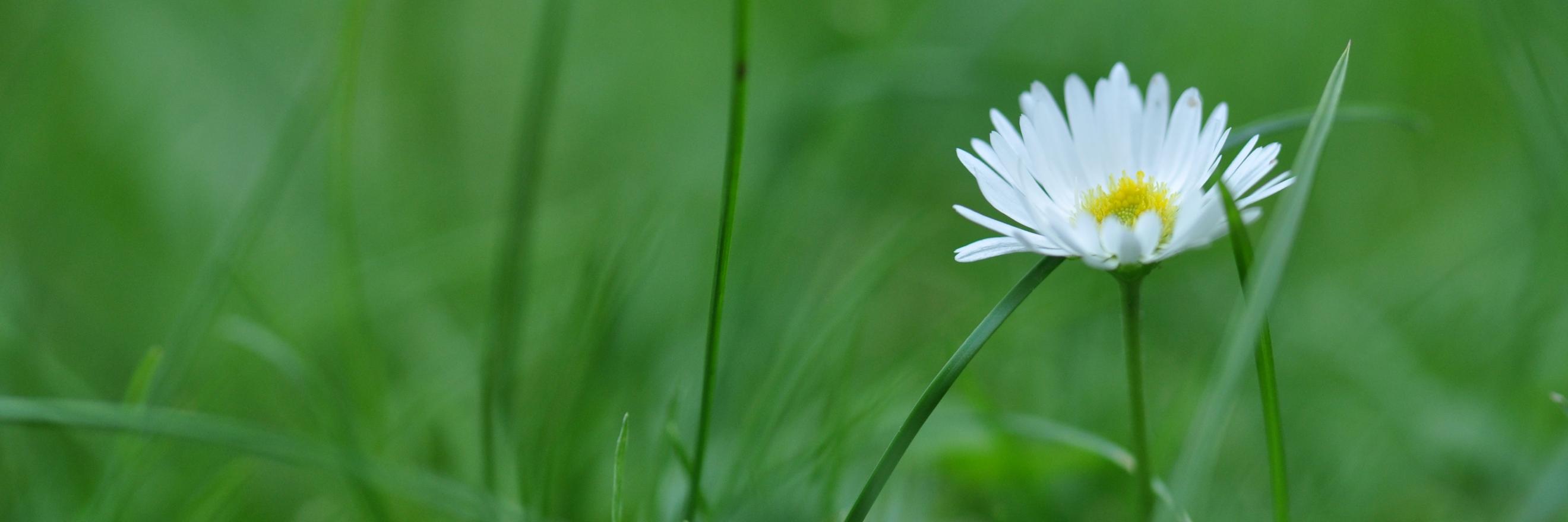Gänseblümchen