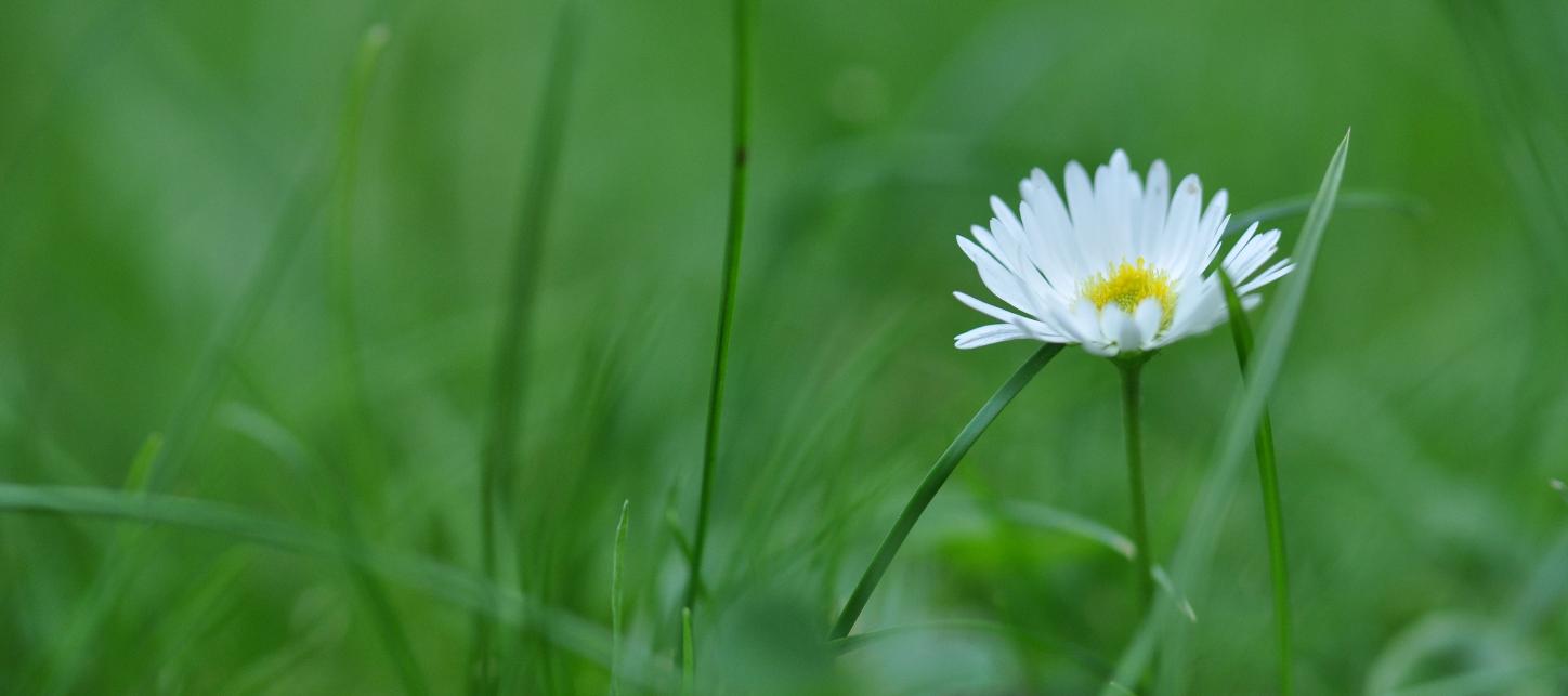 Gänseblümchen