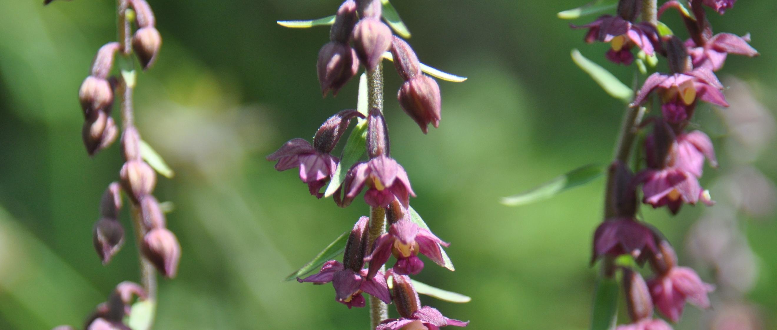 Braunrote Stendelwurz