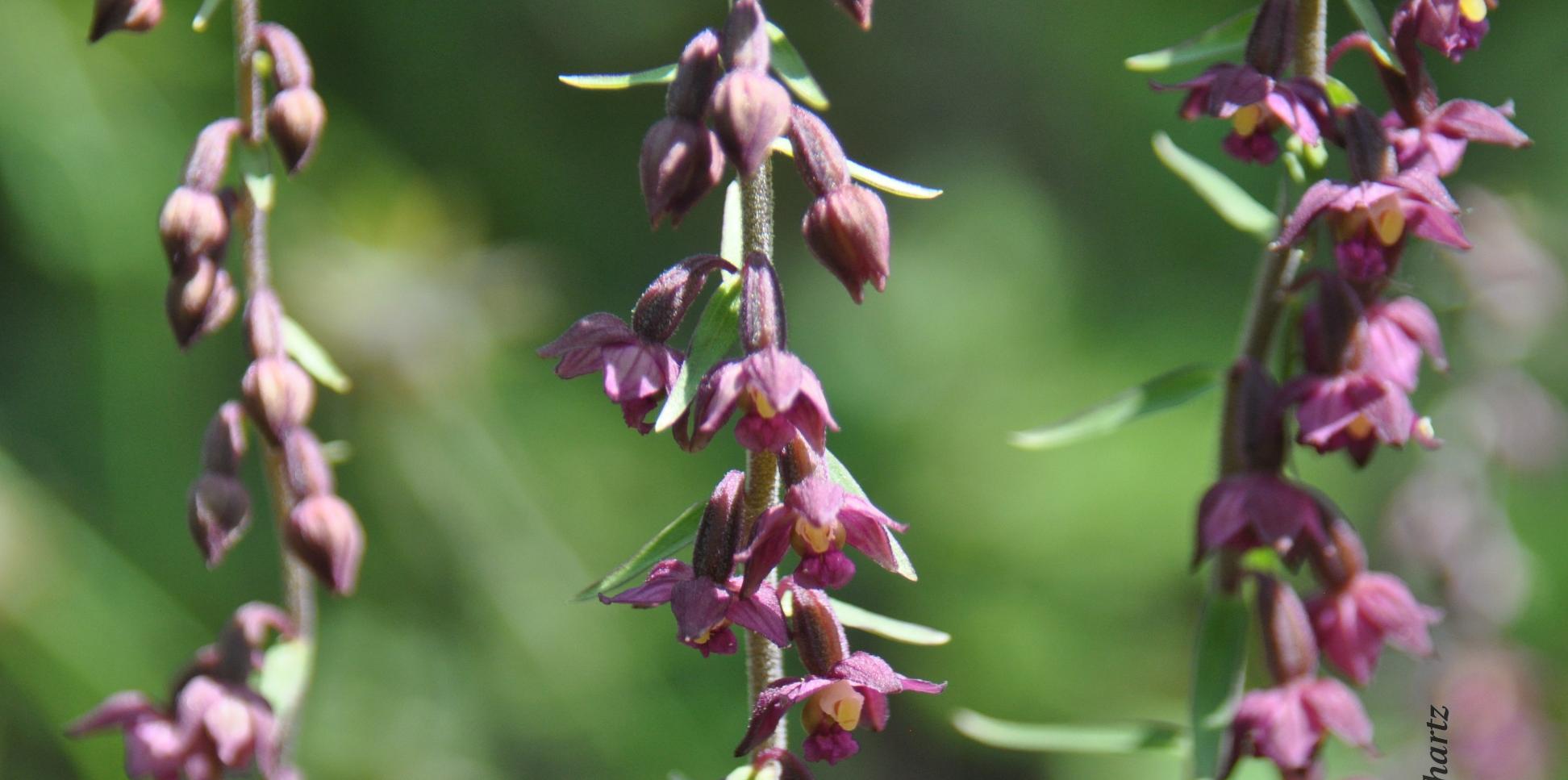 Braunrote Stendelwurz