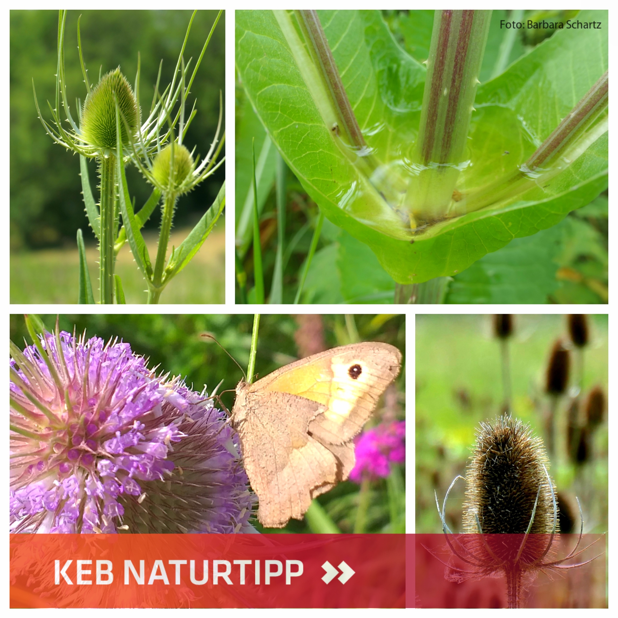 Collage Karde