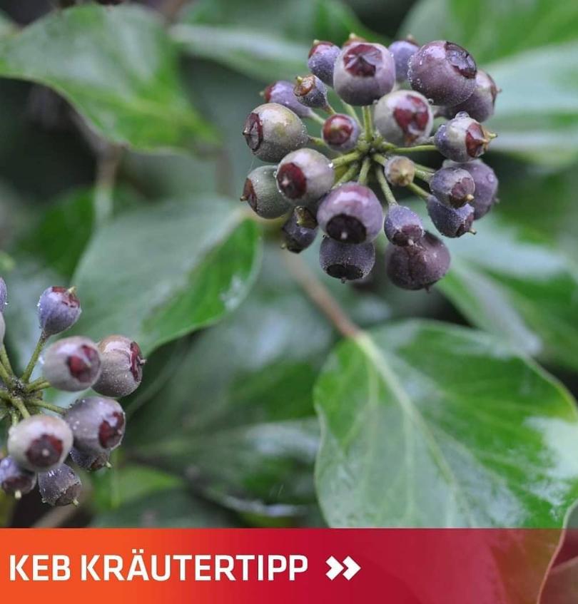 Efeu-Beere