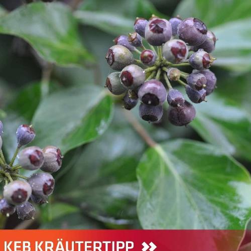 Efeu-Beere