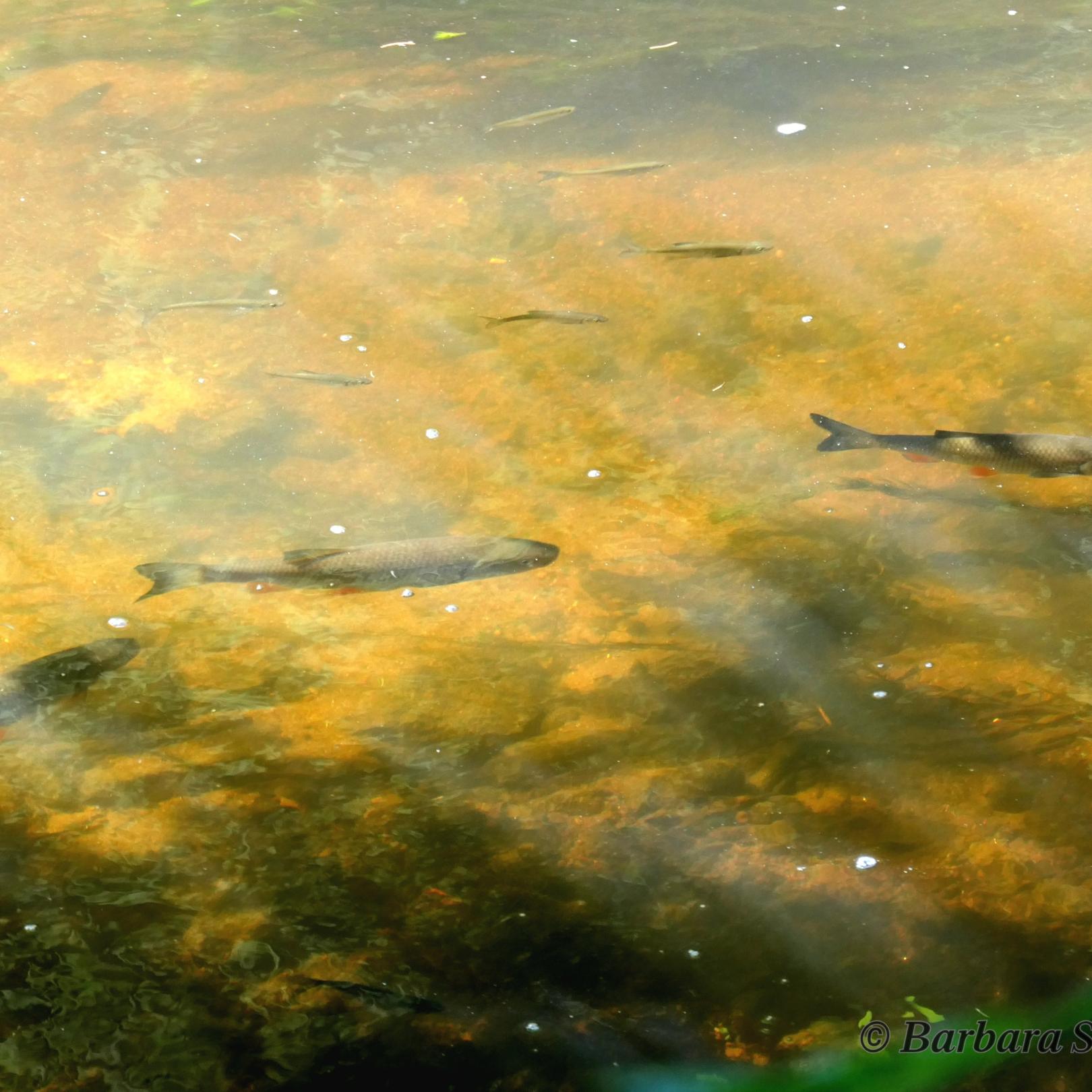 Fische im Wasser