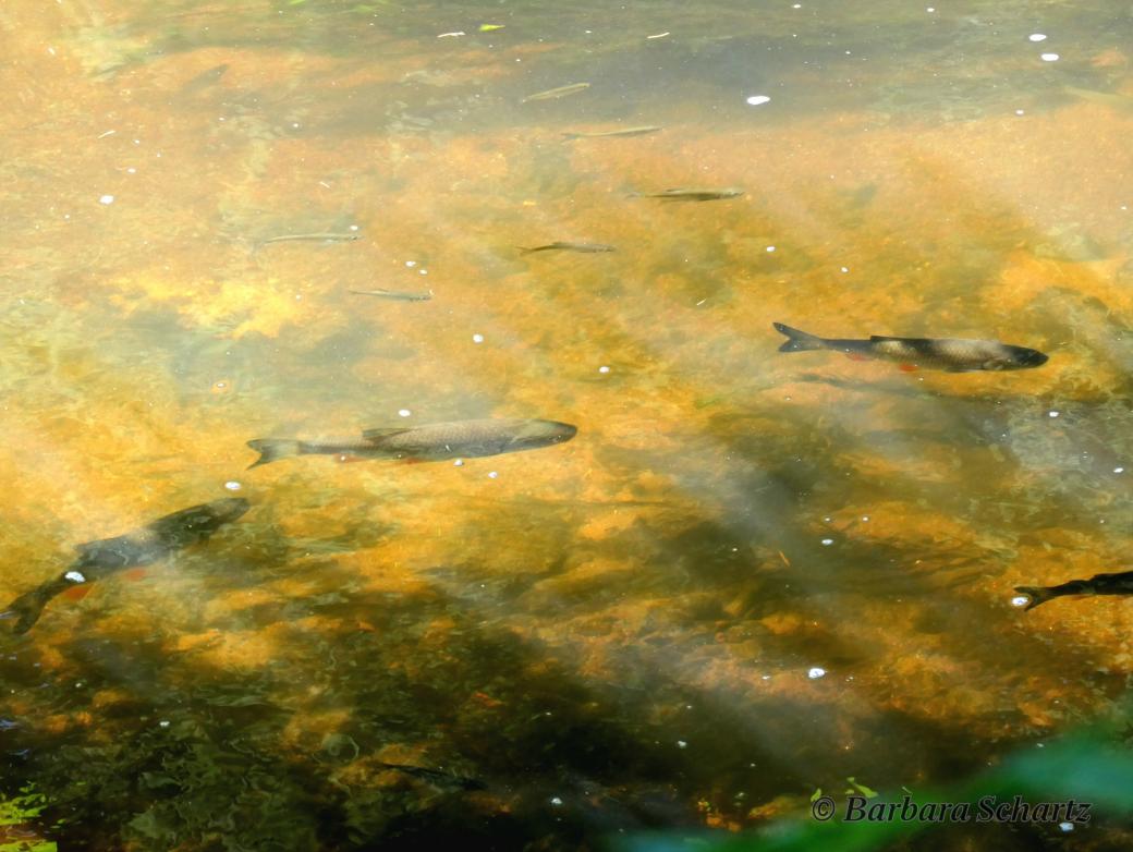 Fische im Wasser