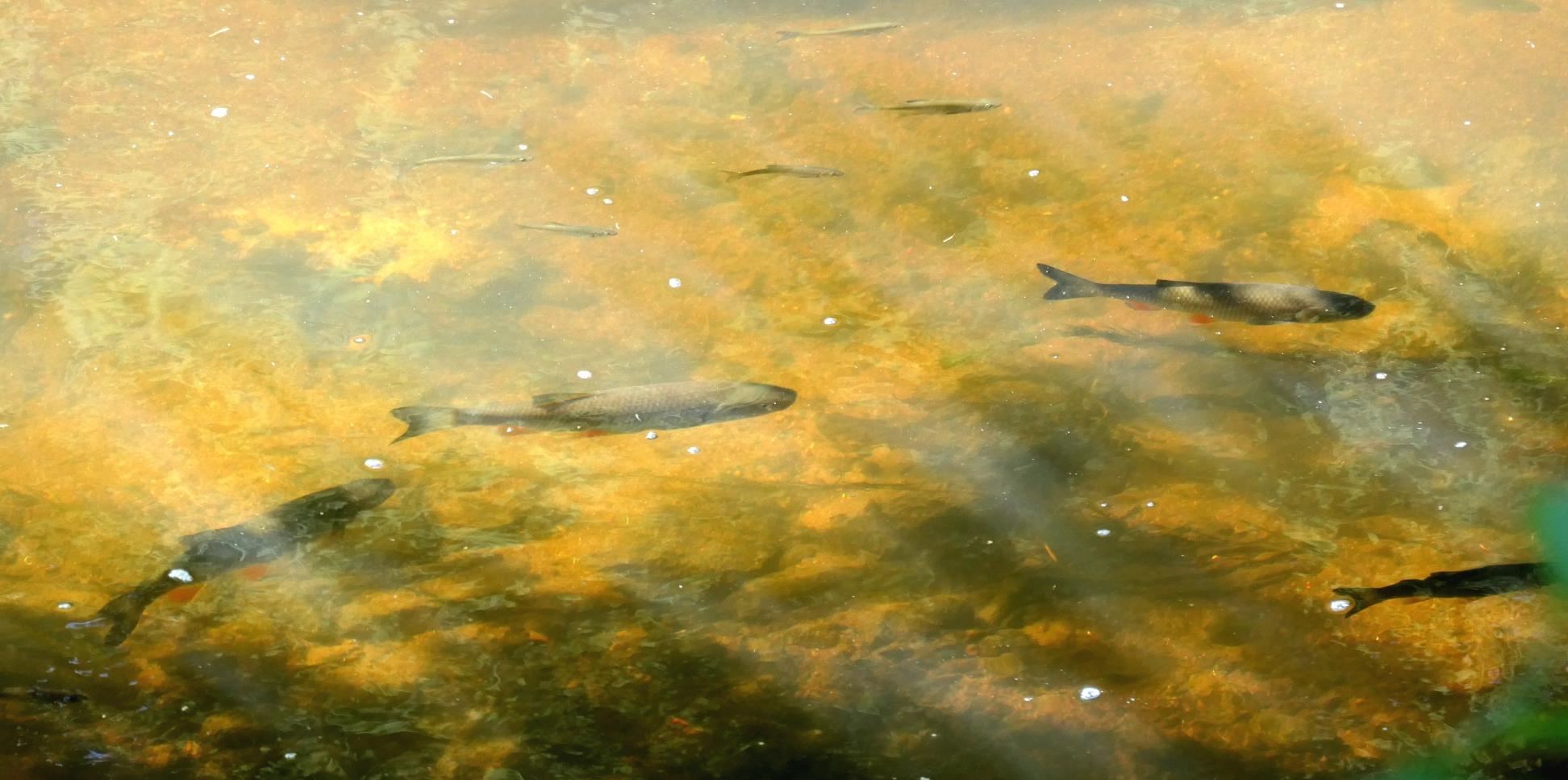 Fische im Wasser