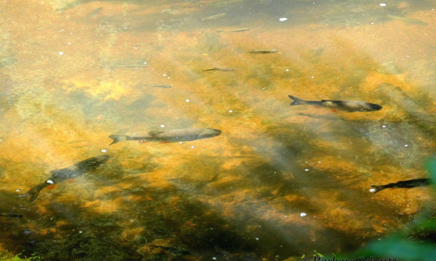 Fische im Wasser