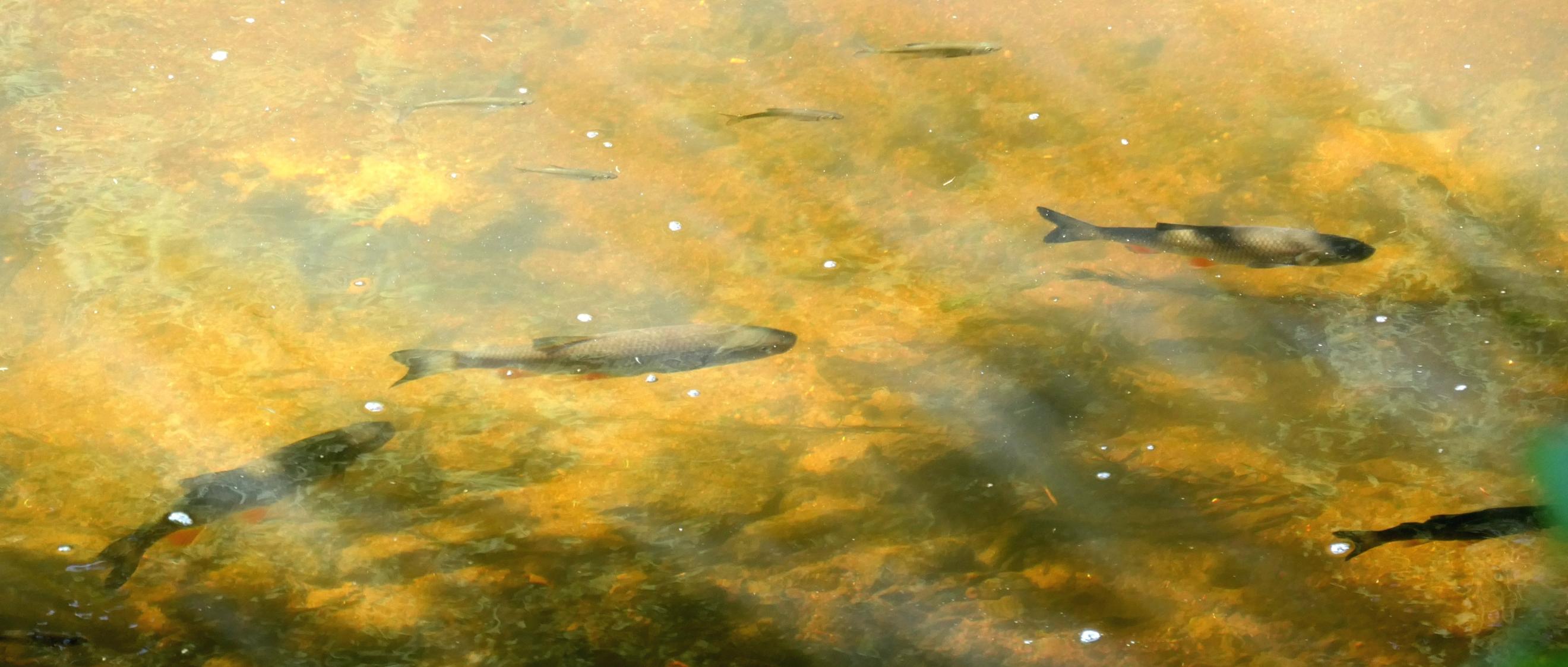 Fische im Wasser