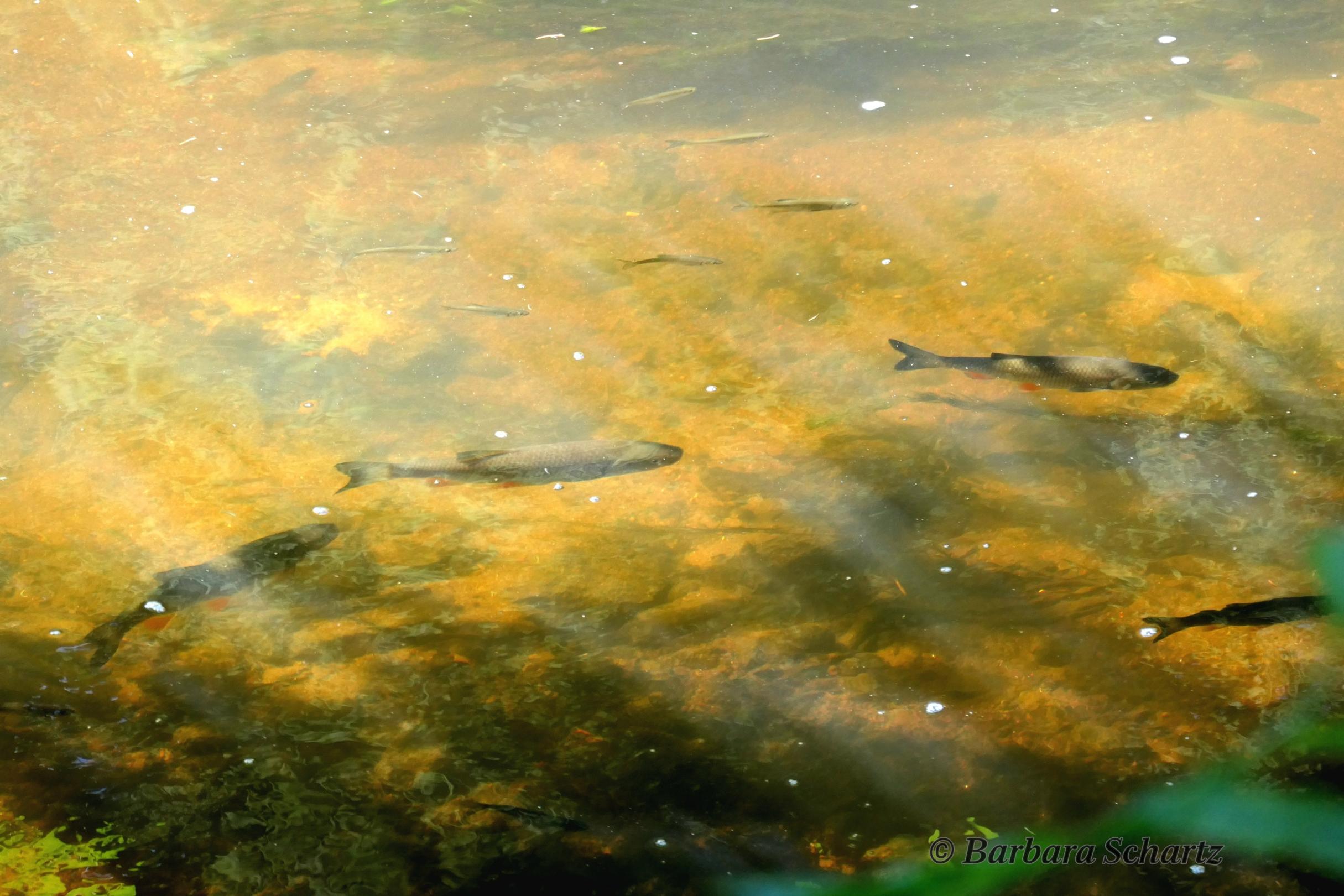 Fische im Wasser (c) Barbara Schartz Fische im Wasser